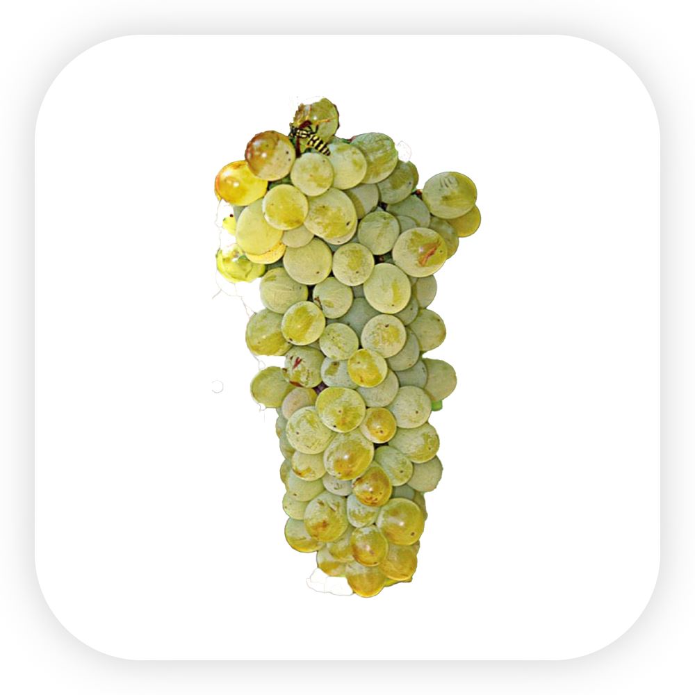 Assyrtiko Üzümünden Şaraplar ve Fiyatları