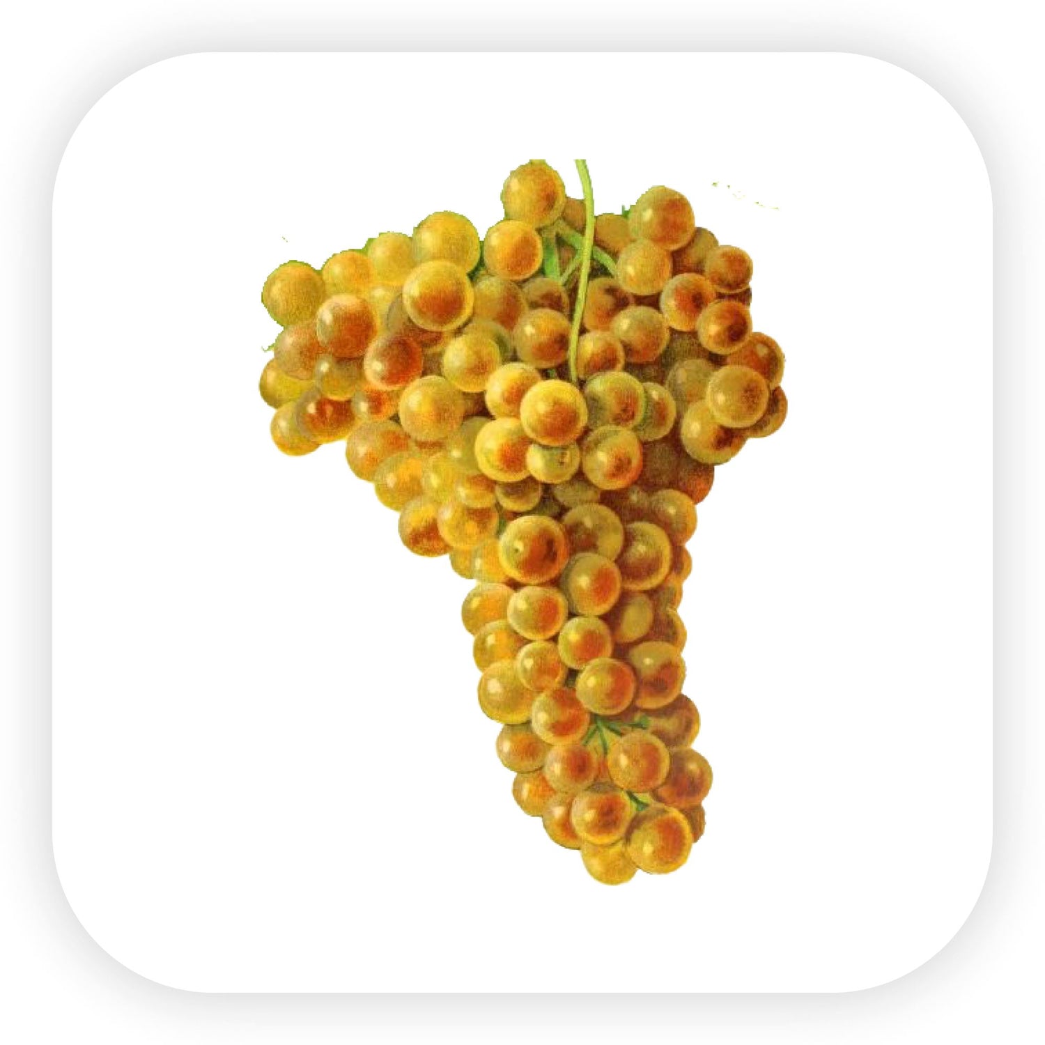 Marsanne Şaraplar